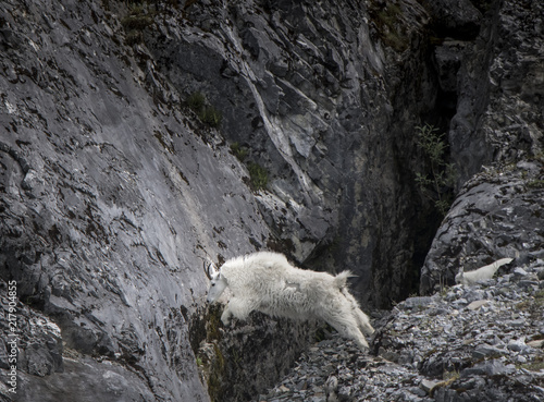 Mountain Goat Leaping Across Chasm
