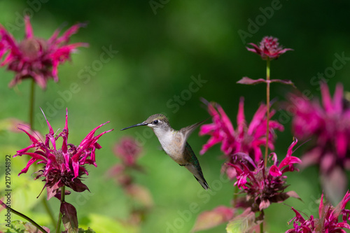 Wallpaper Mural A Ruby-throated hummingbird hovers while feeding on Bee Balm flowers Torontodigital.ca
