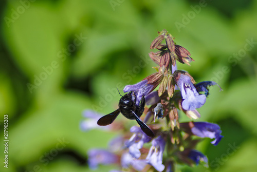 Calabrone nero che impollina photo