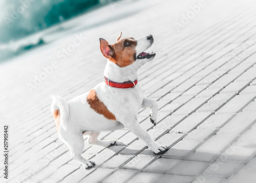 A small dog jack russell terrier in red collar running, jumping, playing and barking on gray sidewalk tile at sunny summer day