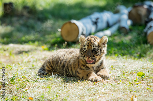 Little cub tiger in the wild on the grass cute and funny