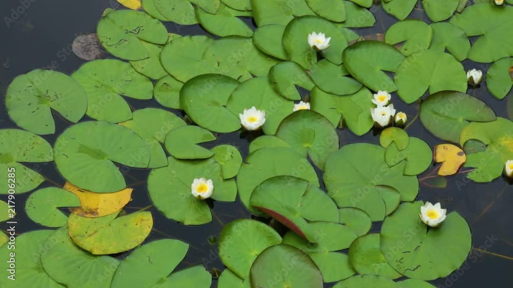 Top view of beautiful white and yellow water lily flowers growing in fresh water of river on summer day outside. Real time full hd video footage. Top view of beautiful white and yellow water lily flowers growing in fresh water of river on summer day outside. Real time full hd video footage.