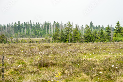 Bog “Grosses Torfhausmoor”, National Park of the Harz Mountains, Germany photo