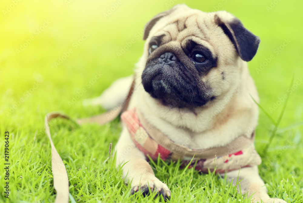 Fototapeta premium Cute brown fat Pug feel sad in garden 