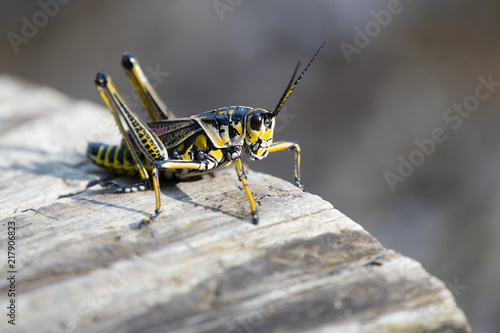Grasshopper