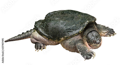 Snapping turtle ( Chelydra serpentina ) is creeping and raise one's head on white isolated background . Side view