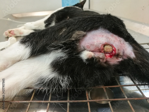 Photos Fistula in ano ( Anal tract infection
