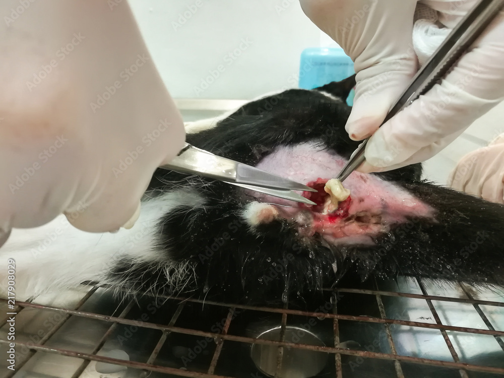 Fistula in ano ( Anal tract infection . Anal fistula . Abscess ) at bottom  of domestic cat on operating
