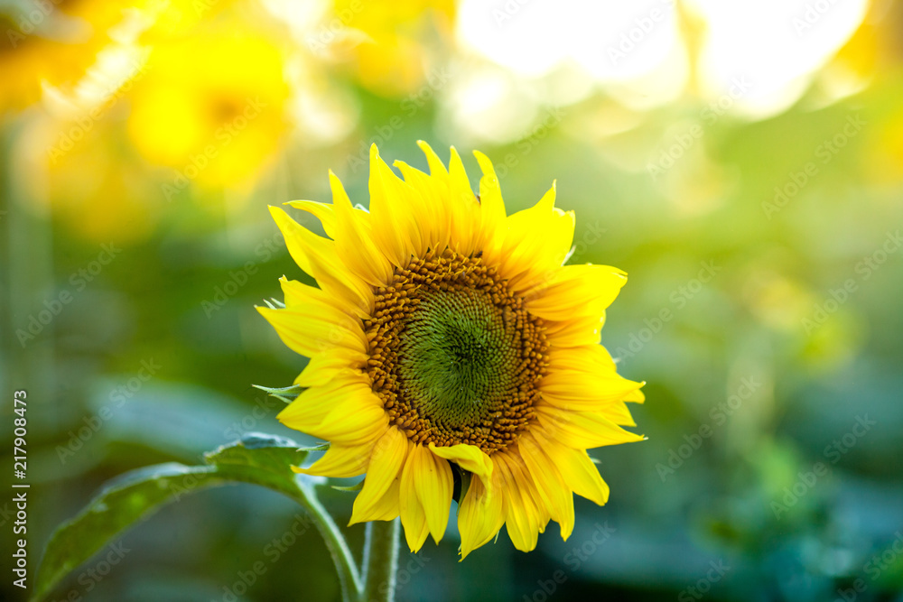 Naklejka premium field of blooming sunflowers on a background sunset.