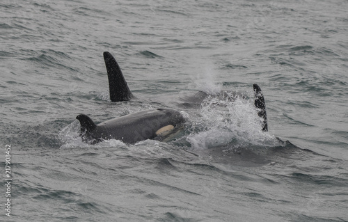 Baby Orca Swims Alongside Adults