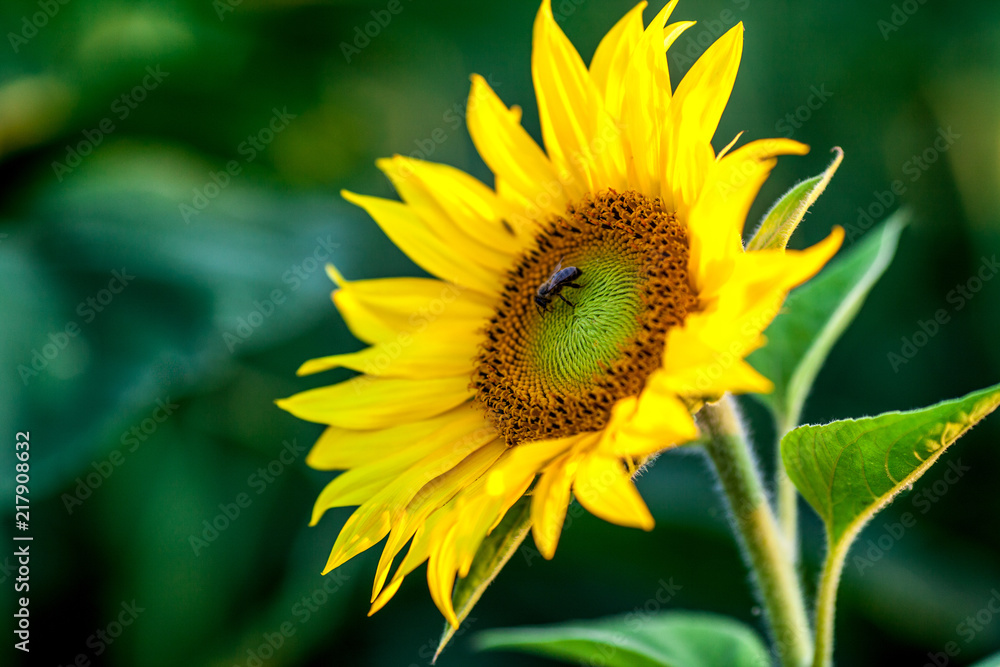 Honey bee covered with yellow pollen collecting nectar in flower. Animal is sitting collecting in sunny summer sunflower. Important for environment ecology sustainability. Awareness of climate change Honey bee covered with yellow pollen collecting nectar in flower. Animal is sitting collecting in sunny summer sunflower. Important for environment ecology sustainability. Awareness of climate change