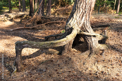 Old trees with abstract root on sandy forest ground