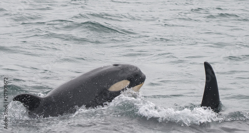 Baby Orca Raises Its Head, Icy Strait, Alaska