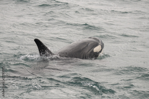Baby Orca Raises Its Head, Icy Strait, Alaska