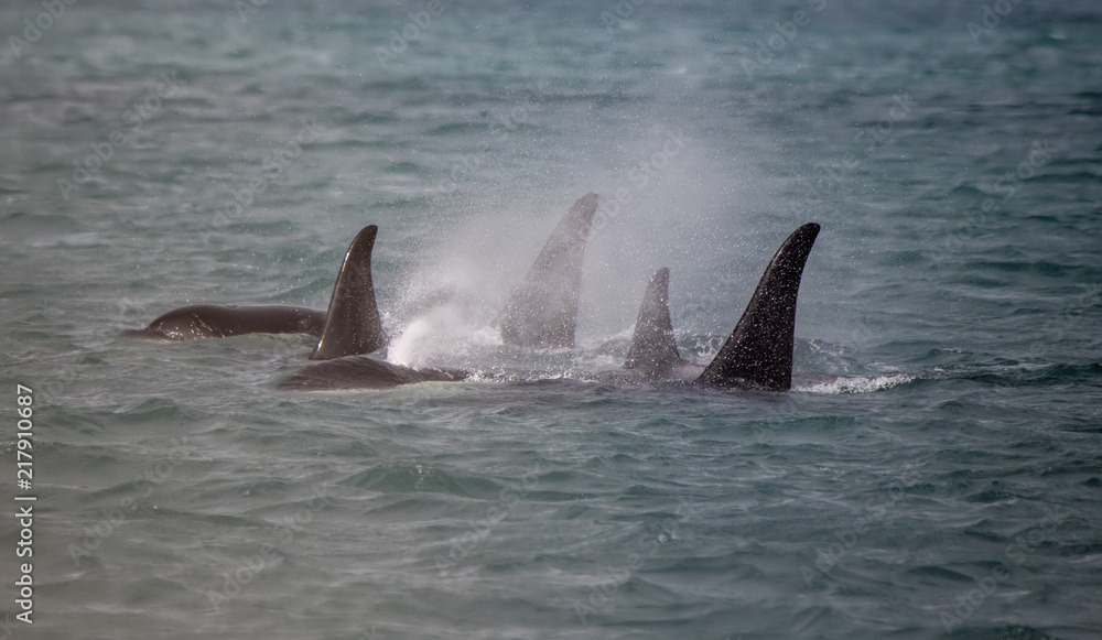 Fototapeta premium Rodzina Orca, Icy Strait, Alaska