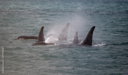 Orca Family  Icy Strait  Alaska
