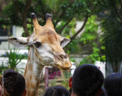 Close-up Giraffe Head from the Back of People at the Zoo