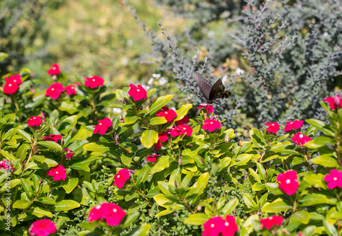 Black and orange butterfly