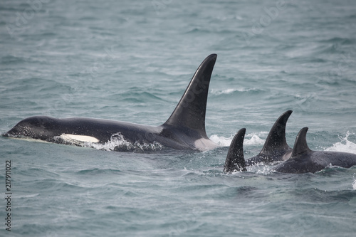Male Orca and Orca Family, Icy Strait, Alaska