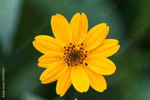 Bright Yellow daisy