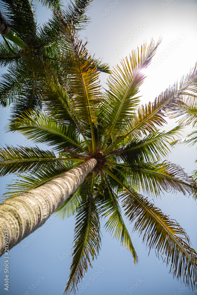 Fototapeta premium Palm Flare