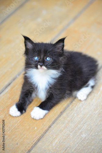 Black and white cat with sales blue eyes