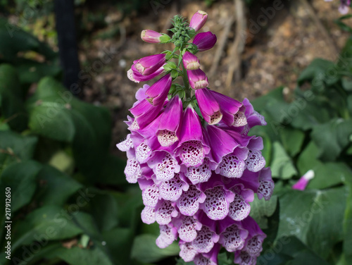 Pink Fox glove flower close up view