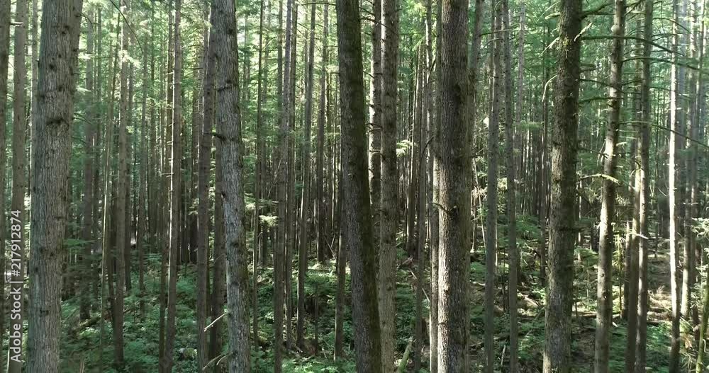 A 59.94fps 4k Aerial view of trees and woods with a lake in the middle of all the nature. A 59.94fps 4k Aerial view of trees and woods with a lake in the middle of all the nature.