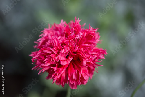 close up view of red dahlia in bloom