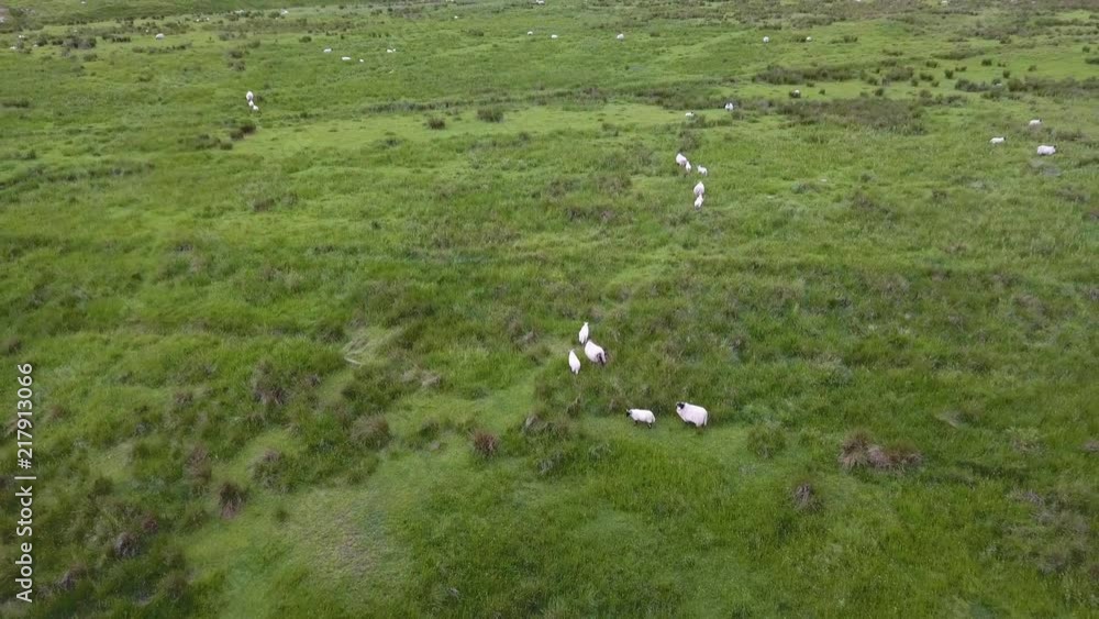 Sheepsin in Scotland