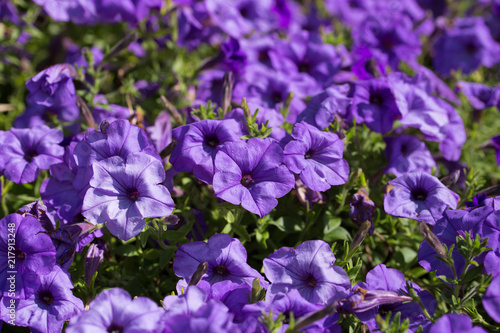 Beautiful blue and purple pansies in garden. Spring flowers.