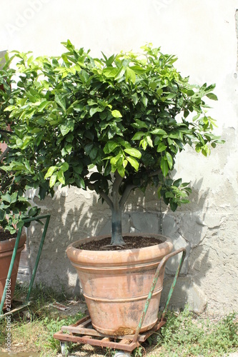 limone