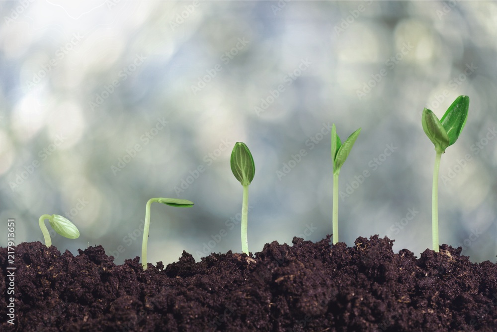 Fototapeta premium Growth of new life on background