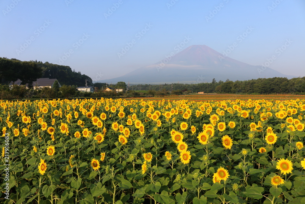 夏の富士山とひまわり