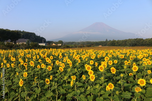 夏の富士山とひまわり