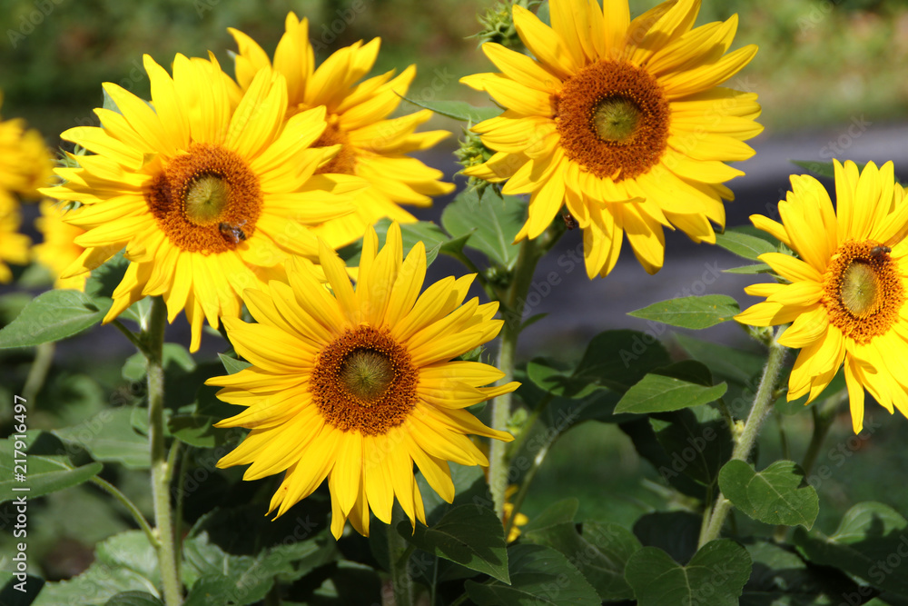 Blühende Sonnenblumen