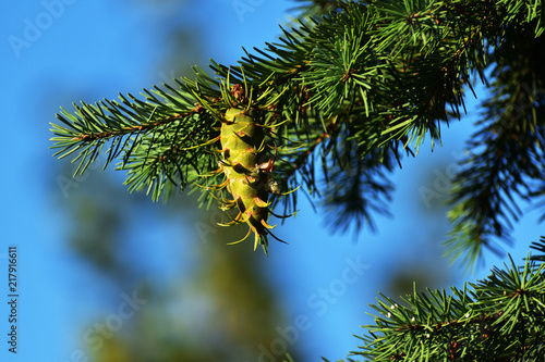 piękna szyszka daglezji zielonej