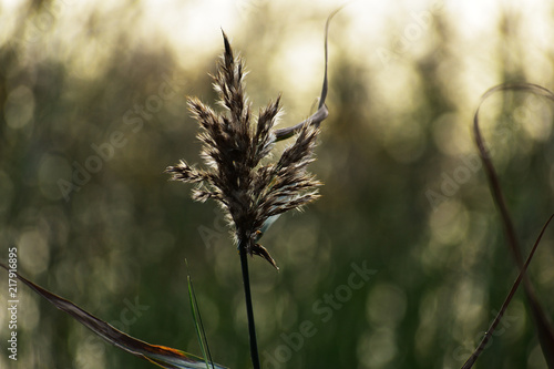 Fototapeta Naklejka Na Ścianę i Meble -  przekwitnięta pałka wodna nad mazurskim jeziorem