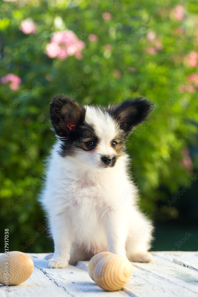 puppy in the garden puppy in the garden