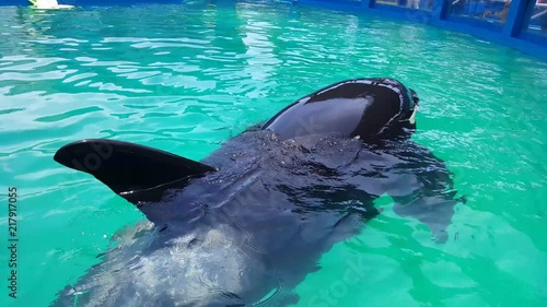 a killer whale