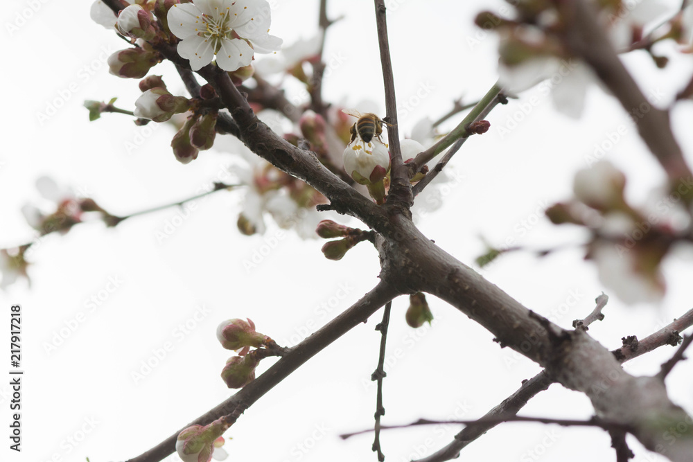Apple blossom flowers in spring, blooming on young tree branch. Apple blossom flowers in spring, blooming on young tree branch.