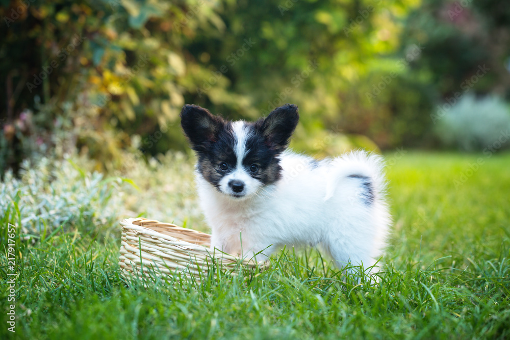 Puppy playing with a basket in the garden Puppy playing with a basket in the garden