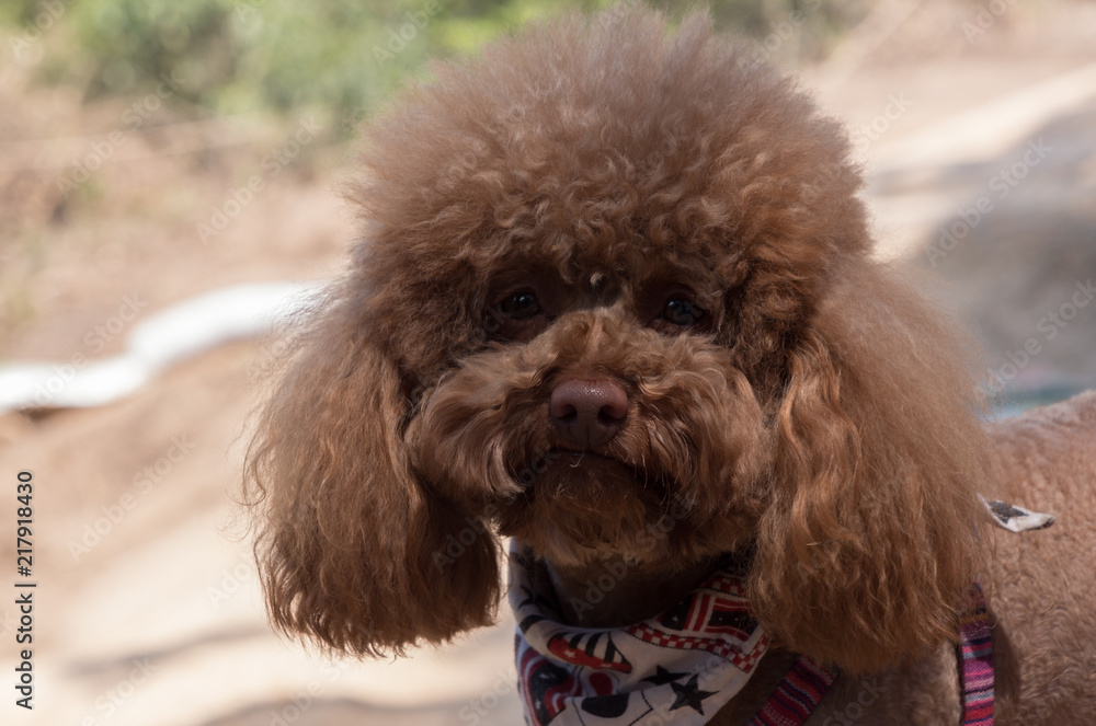 Portrait of cute brown poodle outside on sunny day, blured background
