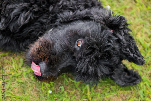 Fototapeta Naklejka Na Ścianę i Meble -  funny black Russian terrier dog plays on the green grass