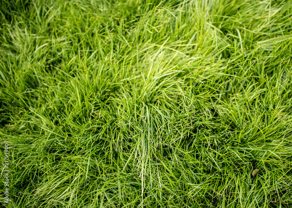 Green Grass Green Grass