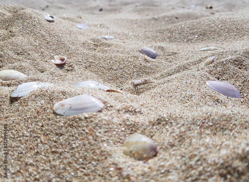 sandy beach and clear blue water and seashells sandy beach and clear blue water and seashells