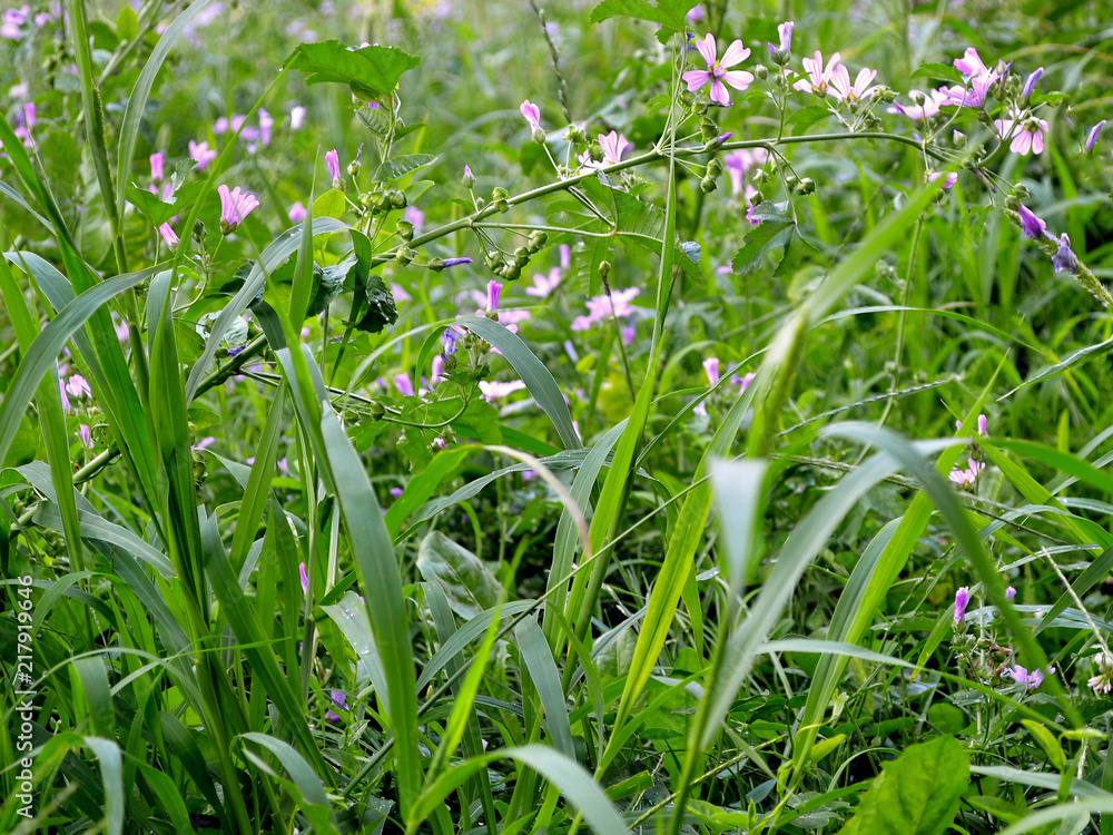 Summer green meadow grass with small purple flowers, close-up Summer green meadow grass with small purple flowers, close-up