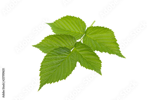 branch of raspberry with green leaves isolated on white background
