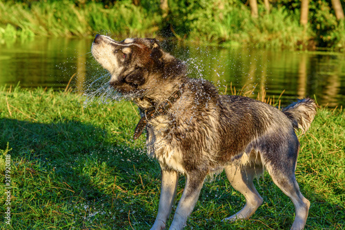 Fototapeta Naklejka Na Ścianę i Meble -  Husky shakes the drops