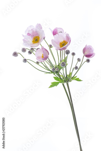Cute pink flowers on a white background © Peredniankina